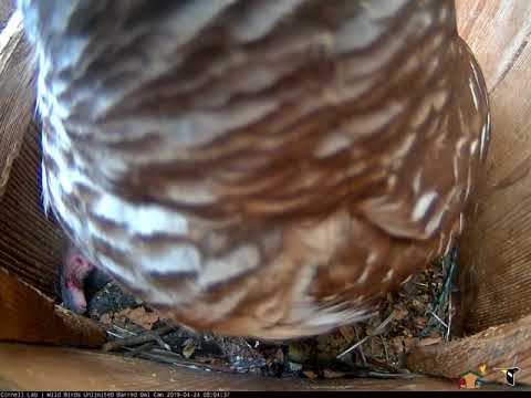 Adult Barred Owl Adds Rodent To A Stocked Pantry – April 24, 2019