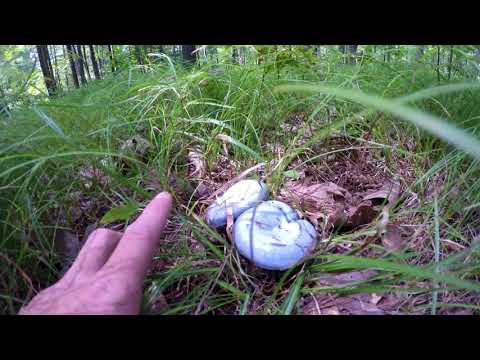 Chanterelles Growing On Mycelium & Strange Blue Mushrooms | Jason Asselin
