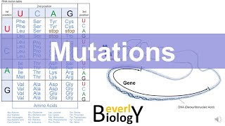 Mutations (updated)