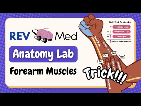 Forearm Muscles (anterior compartment) and Tricks | REV MED Anatomy Lab