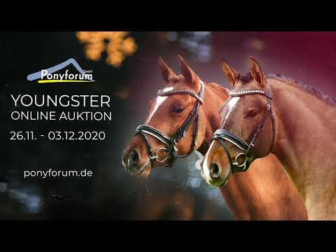 2j. Hengst v. D-Power AT - Go for Gold