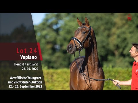Online-Auktion Lot 24 Vapiano Hengst v. Viva Gold - Fürst Romancier