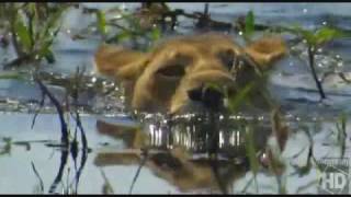 Lions vs crocodiles, lions are scared senseless. Crocodiles kill lions all the time.