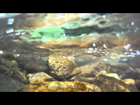 Păstrăviori prinși la Poiana Mărului