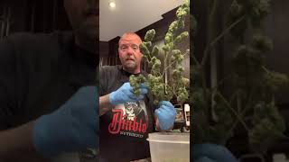 Kush Music Video