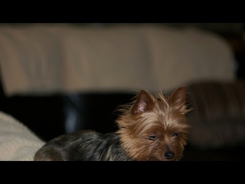 Dates: Sep 2, 1666 Albinism ov marriage Sep 3 Albinism of divorce – Sep 4 - Sep 5 Sep 6, 1666