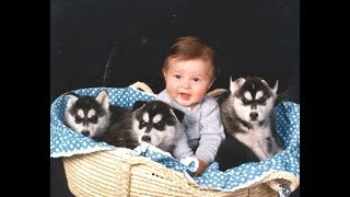 Husky Siberian And Babies Playing Videos Compilation 2016 -  Cute Dogs Love Babies