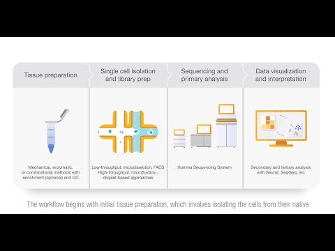 Illumina Single-cell Sequencing and Analysis Workflow