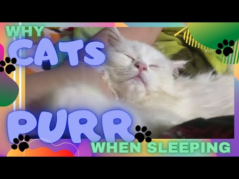 WHY CATS PURR when SLEEPING..