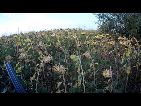 ЛОВ НА ГРИВЯК 4