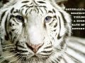 Best Quotes Fever Best Quotes Fever