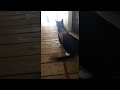 Rare Cat Video How To Walk Your Cat TuxMane The Tuxedo Cat BLACK CATS MATTER