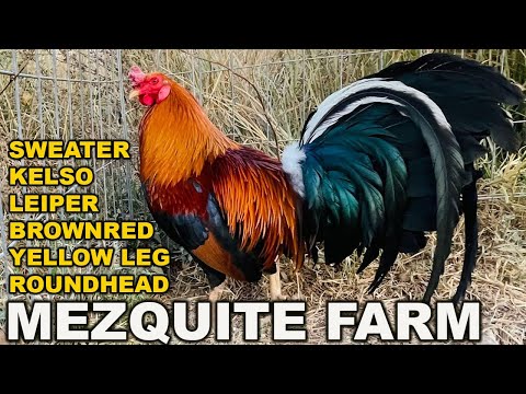 MEZQUITE FARM !! Big Farm in Mascota Mexico | Beautiful Birds