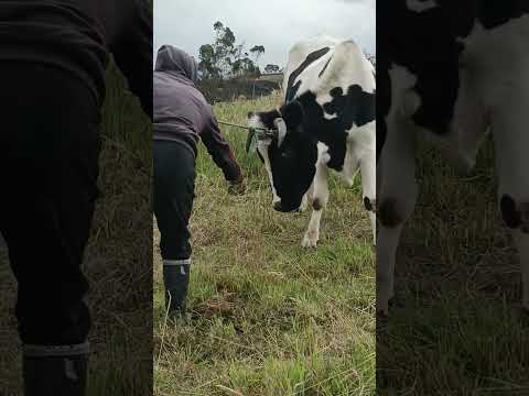 #vaca #pastos #comunidad #2demayo #colta #chimborazo