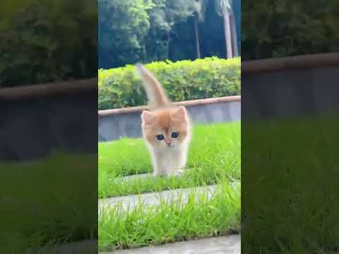 Jump Grass #beatifulvoice# viral short #youtubeshorts