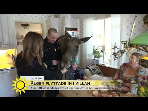 download lagu mp3 mp4 älg, download lagu älg gratis, unduh video klip älg