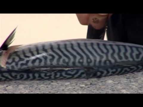 How to Fillet a Mackerel