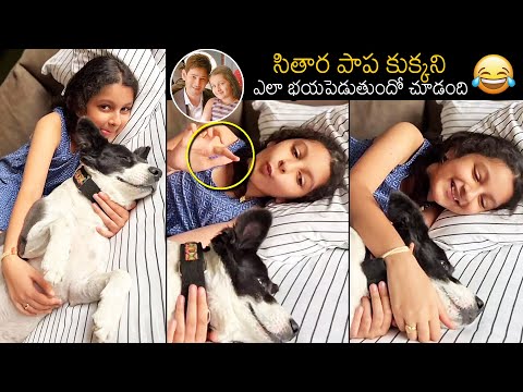 Mahesh Babu Daughter Sitara Playing With Her Pet | Sitara Ghattamaneni Latest Video | News Buzz
