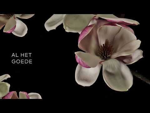 Kinga Bán // Al het goede Lyrics // Geboren