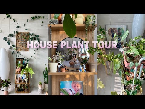 House Plant Tour🌿 키우기 쉬운 실내 식물 (필로덴드론, 몬스테라, 아프리카 식물, 행잉식물) House Plant Tour🌿 키우기 쉬운 실내 식물 (필로덴드론, 몬스테라, 아프리카 식물, 행잉식물)