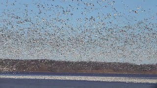 animale multe pasari