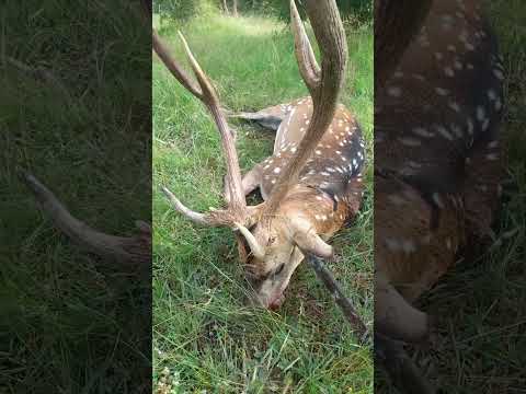 caz siervo axis Sauce Corrientes  #shortvideo #siervoaxis #cacería #shorts #short