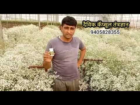 जिप्सोफिला फुलांवर दैविक कॅप्सूलचा जबरदस्त रिझल्ट/ gypsophila flower growth use daivik capsule