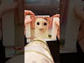 I Feel So Sigma An Awwwwww Aww Cutecat Customwoodburning Cutenessoverload Virallaughs Shorts