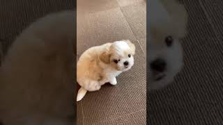 ハーフ犬の動画01