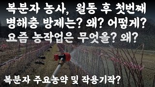 복분자 농사, 월동 후 첫번째 병해충 방제는? 왜? 어떻게? 
