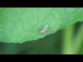 Long-legged Fly (Dolichopodidae: Condylostylus) Catches a Meal