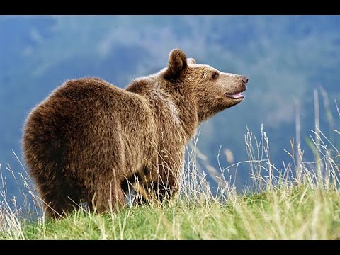 Wild Italy   Gli orsi Documentario