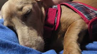 Video preview image #1 Dachshund Puppy For Sale in Tampa, FL, USA