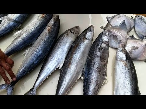 download lagu mp3 mp4 Mumbai Fish Market Prices, download lagu Mumbai Fish Market Prices gratis, unduh video klip Mumbai Fish Market Prices