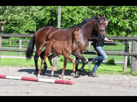 Stutfohlen 2021 Vivaldos x Florestan x Donnerhall x Rubinstein x Furioso