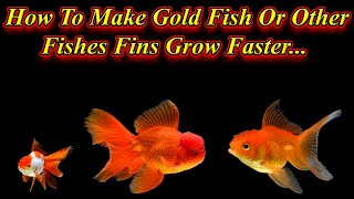 What Can We Do To Make Gold Fish Or Other Fishes Fins Grow Fast?... / Fish Aquarium Tamil