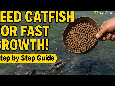How to Feed Catfish for Fast GrowthStep by Step Guide