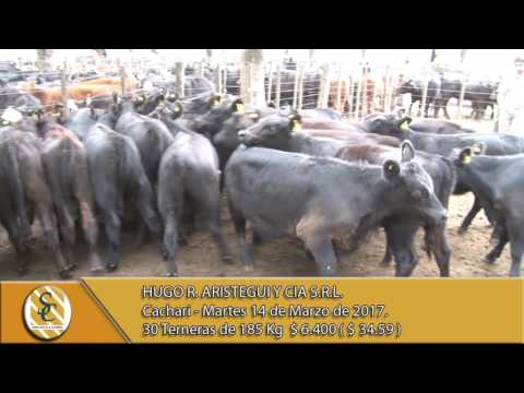 14-03-17 Venta de Hembras - Hugo R. Aristegui y Cia S.R.L. - Cachari.