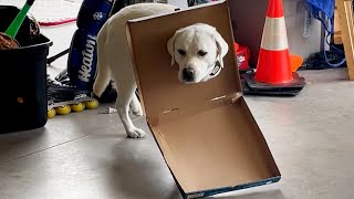 Funny Dog Videos: Cant stay mad at these adorable troublemakers Double tap if your pet, funny dogs