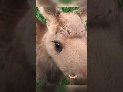 A man rescues, a baby moose from a bear🐻 || #Shorts #bear #moose