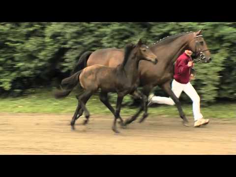 Holsteiner Verband - Stutfohlen v. Connor - Galant Vert