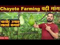 Chayote Farming लाखों की कमाई Squash Farming ChoCho Farming New Profitable Far