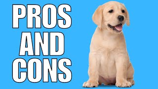 Labrador Retriever Pros And Cons || The Good AND The Bad!!