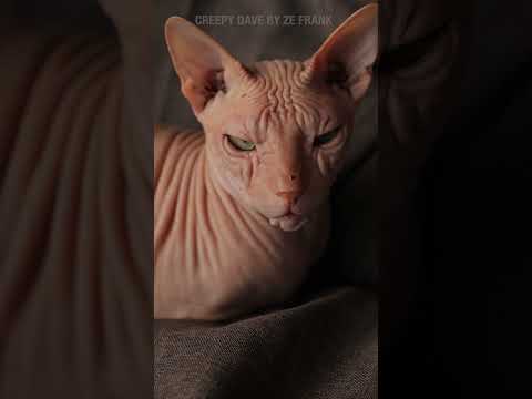 Creepy Dave: Sphynx Cat #sphynx #creepydave