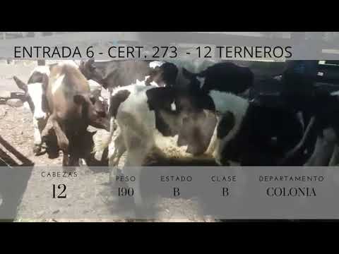 Lote 12 Terneros 10HO,  1KW,  1HOxNO 190kg -  en Ruta 2, km 146 (colonia)