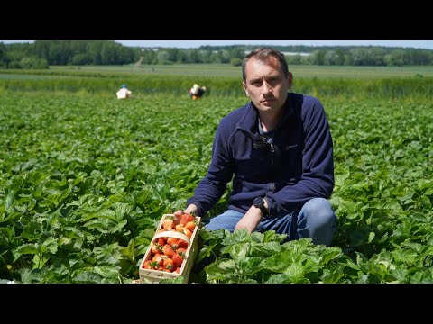 Jak poprawić jakość i trwałość truskawek w czasie owocowania?