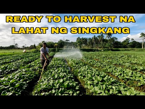 Ready to harvest na ang ating SINGKANG