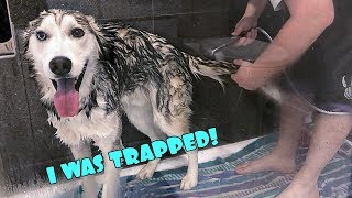 The Husky Sugar Trap! How To Make Bath Time Fun For Dogs