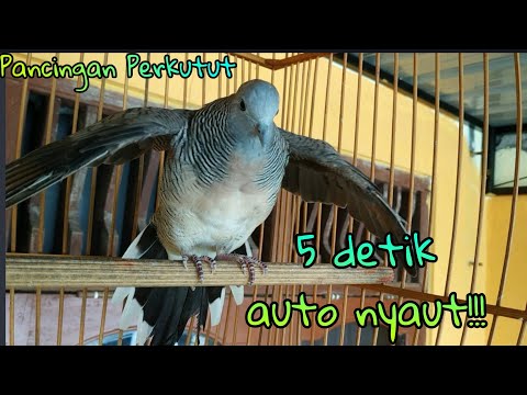 Perkutut Novyj Trend Smotret Onlajn Na Sajte Trendovi Ru