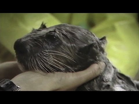 エクソン・バルディーズの原油流出事故は野生生物に被害を与えた (Exxon Valdez oil spill harmed wildlife)